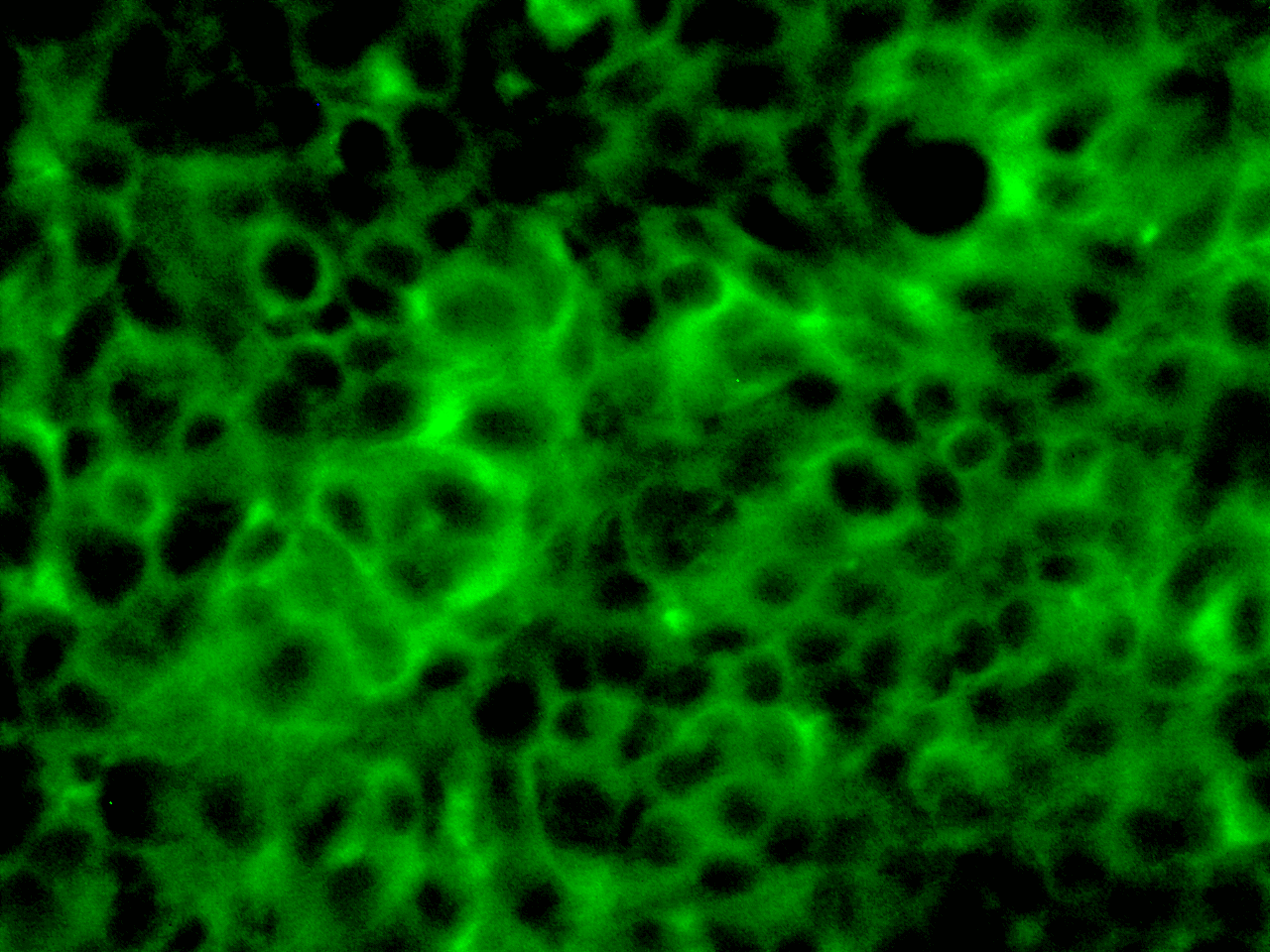 Epithelial barrier integrity assay