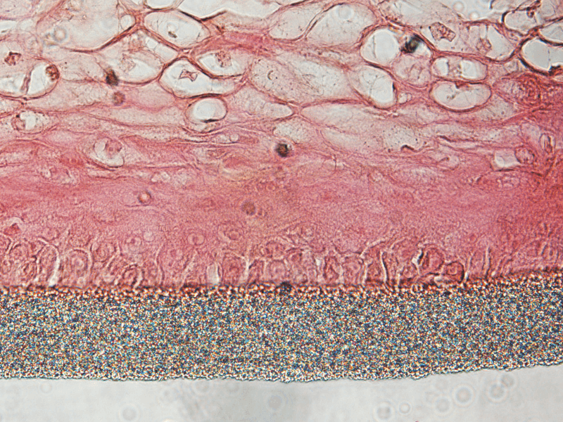 Skin hydration assay histology