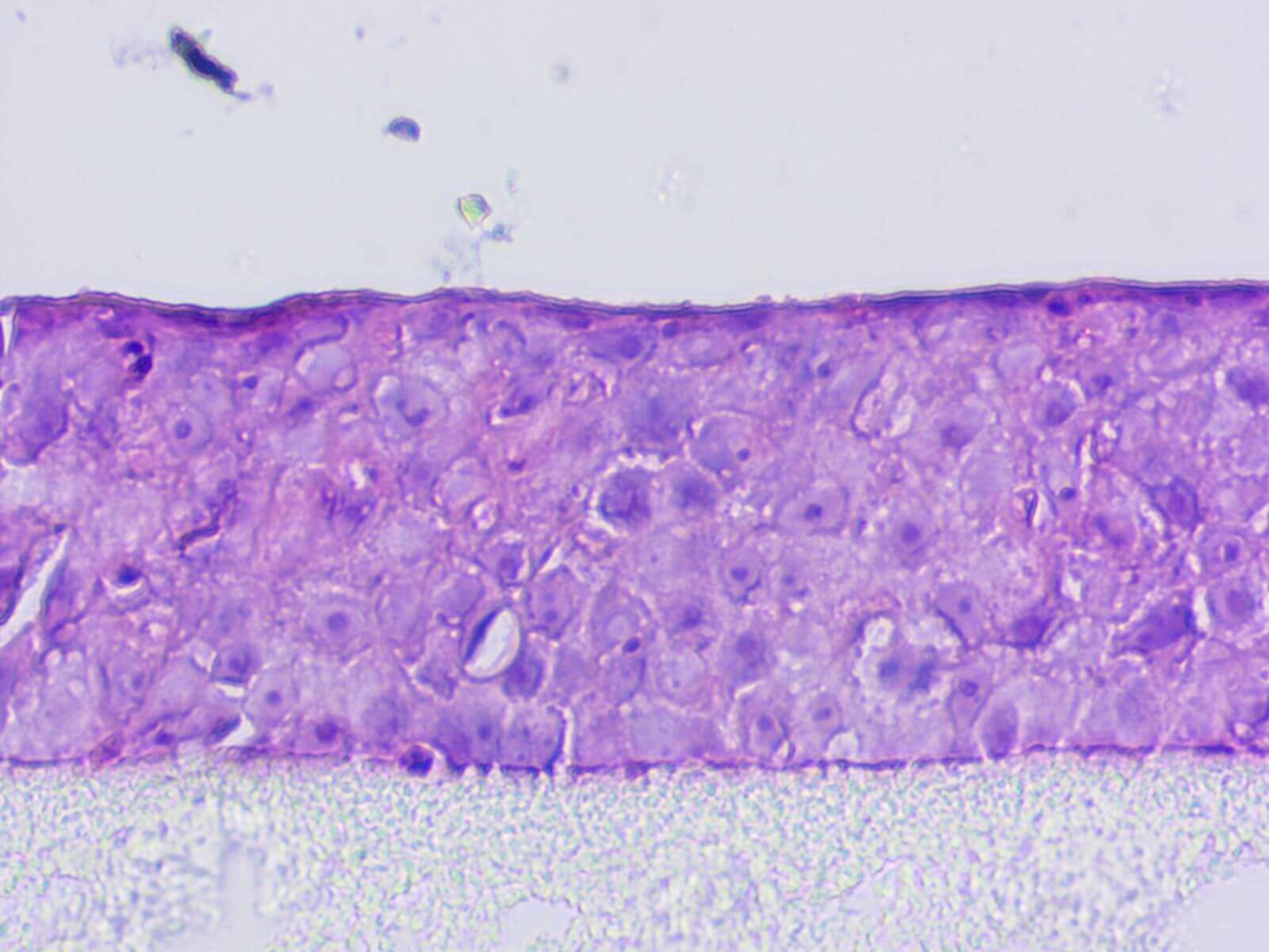 gastroprotection assay mivo technology organ on chip